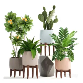 Collection of plants west elm pots